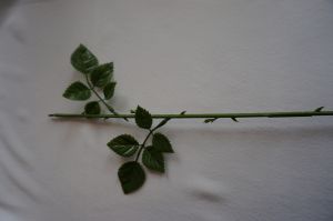 Стебель для розы h-44 см. ― Крокус